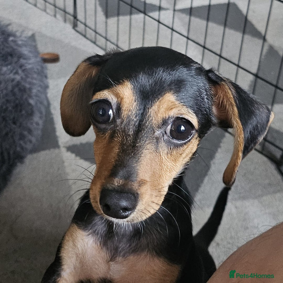Chiweenie dogs for sale: 7 months old, chiweenie puppy - Image 6