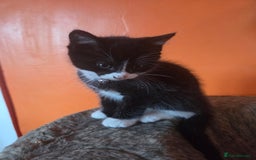 Maine Coon cats for sale: Stunning maincoon cross kittens  - Image 17