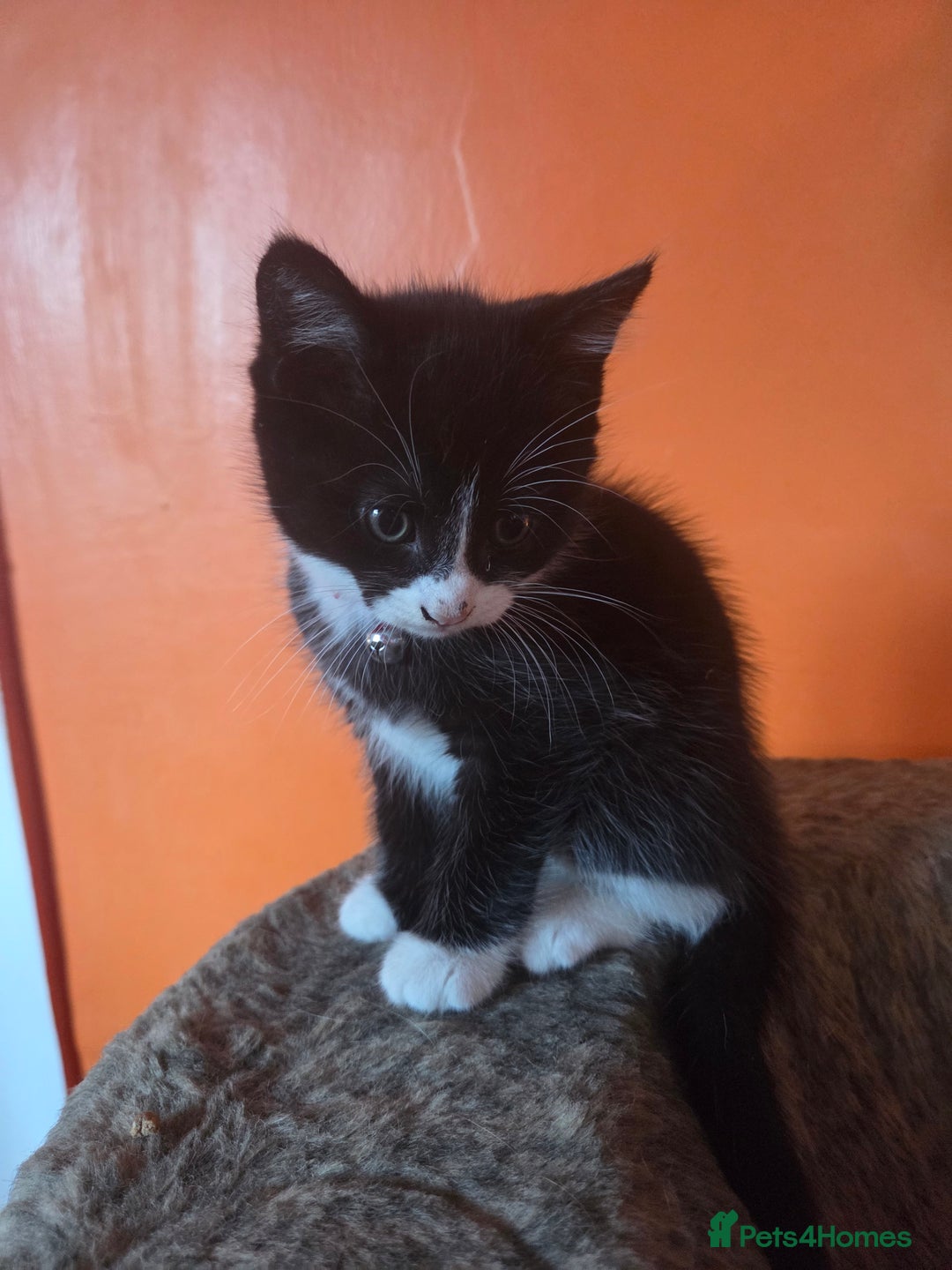 Maine Coon cats for sale: Stunning maincoon cross kittens  - Image 17