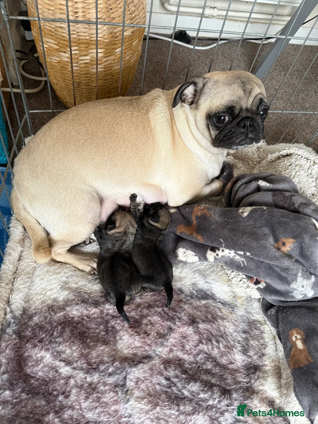 Pug dogs for sale: Pug puppies for sale  - Advert 21