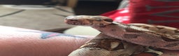 Boa Snake reptiles for sale: Boa t negative blonde - Advert 4