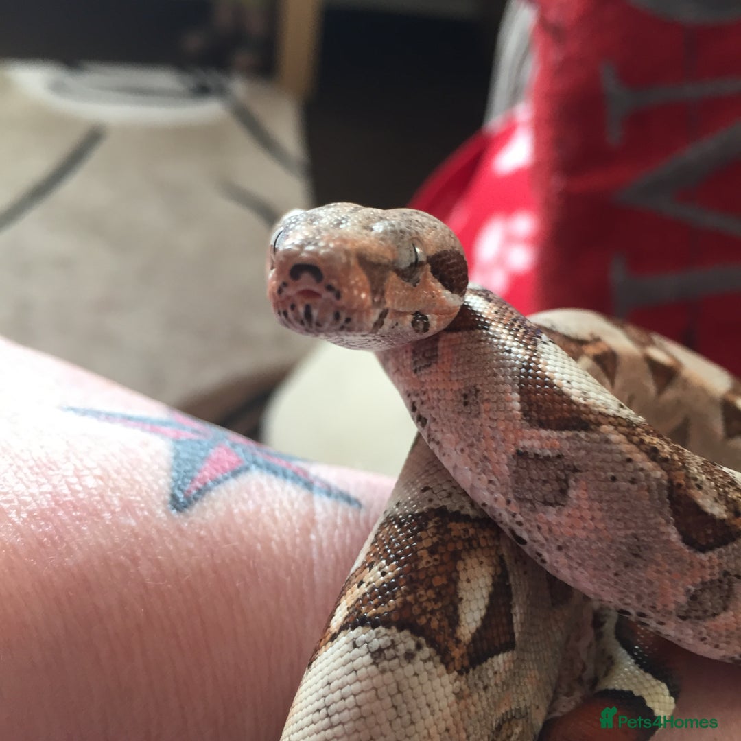 Boa Snake reptiles for sale: Boa t negative blonde - Advert 4