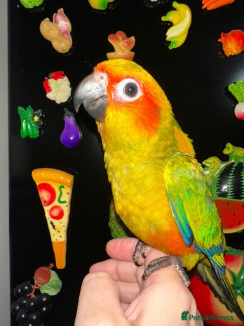 Conures birds Beautiful Hand-reared tame Sun Conure - Advert 1
