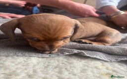 Miniature Dachshund dogs for sale: Miniature smoothed haired dachshund  - Image 12