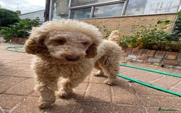 Miniature Poodle dogs for sale: 1.5 years old Miniature Poodle boy for loving home - Image 4