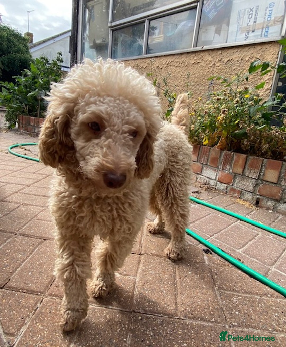 Miniature Poodle dogs for sale: 1.5 years old Miniature Poodle boy for loving home - Image 4