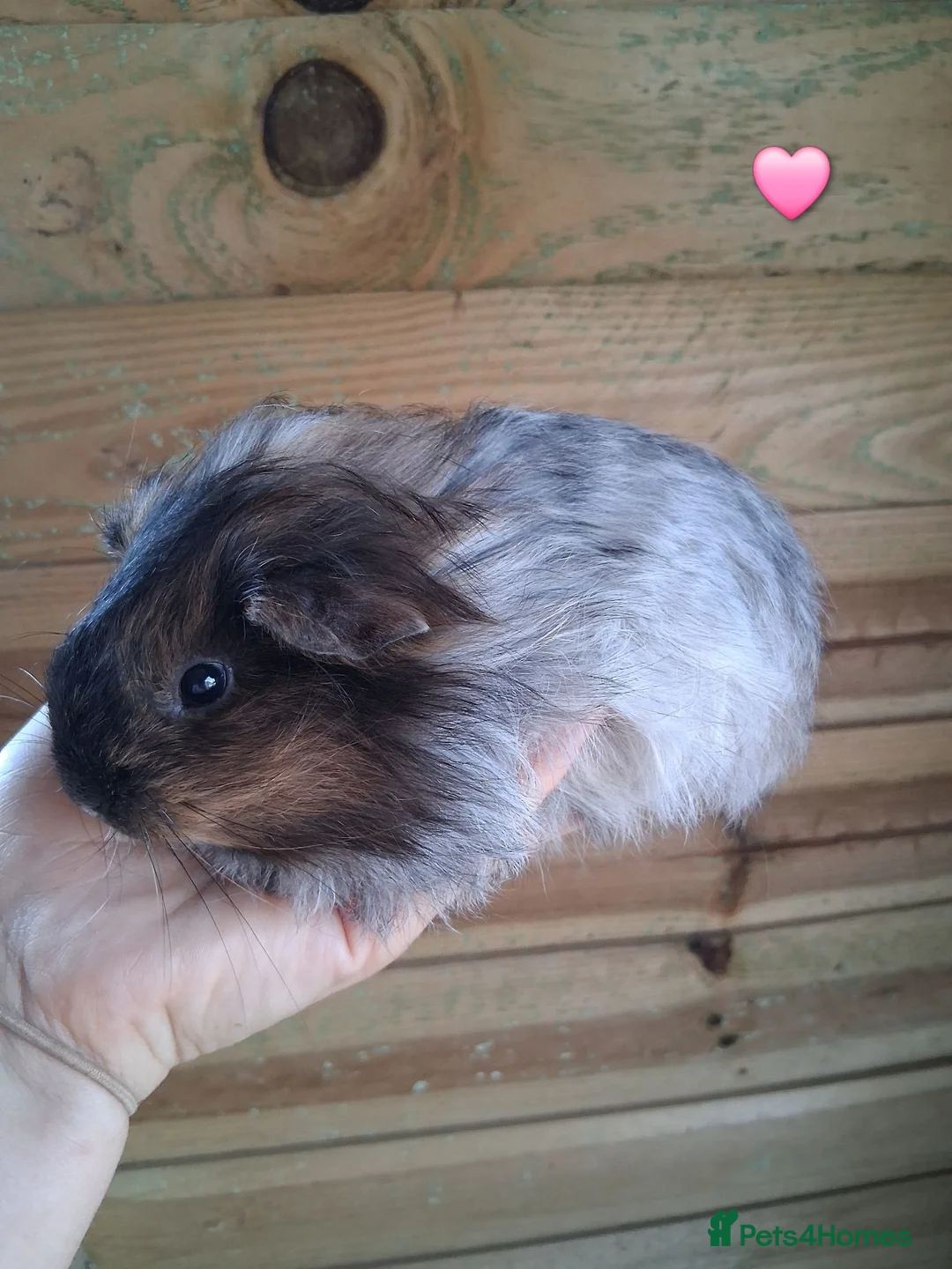 Guinea Pig rodents for sale: 7 beautiful baby guinea pigs for sale - Advert 1