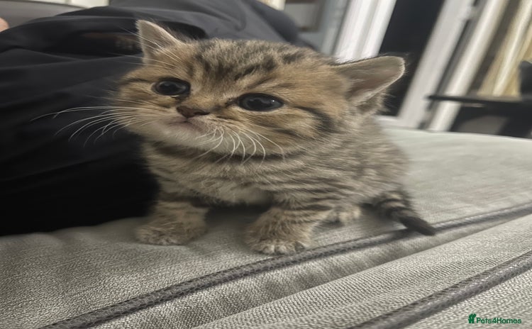 Scottish Fold cats - Advert 2