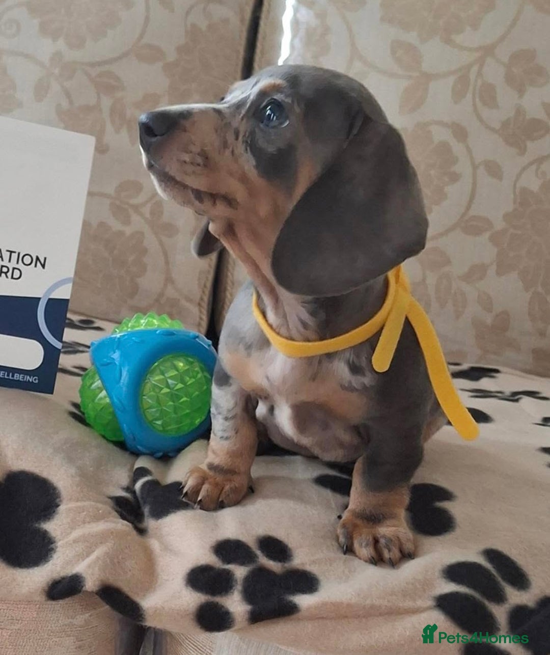 Miniature Dachshund dogs for sale: Miniature dachshund puppies - Image 4