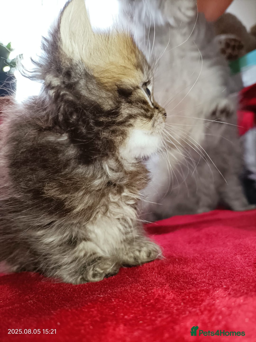 Persian cats for sale: Amazing Persian kittens  - Image 24