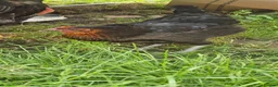 Chickens poultry for sale: 2 chicken  in Stockton-on-Tees - Advert 3