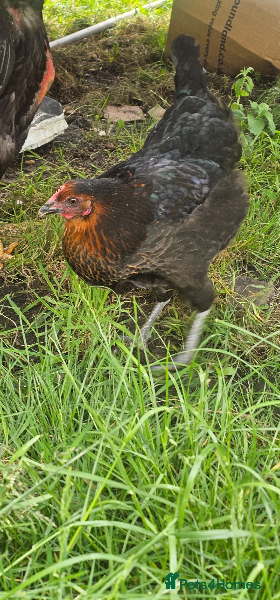 Chickens poultry for sale: 2 chicken  in Stockton-on-Tees - Advert 3