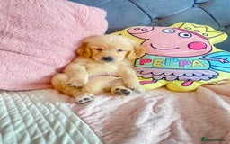 Golden Retriever dogs for sale: Beautiful KC golden pups ready to leave 🥰🥰🏡 - Image 17