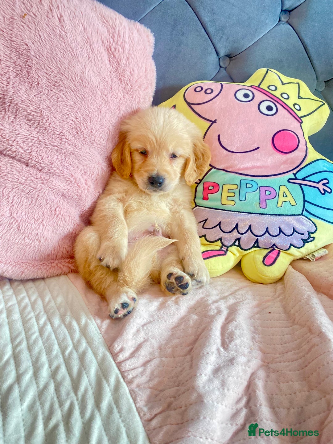 Golden Retriever dogs for sale: Beautiful KC golden pups ready to leave 🥰🥰🏡 - Image 17