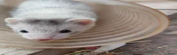 Ferret rodents for sale: Ferrets for sale in Birkenhead - Advert 4