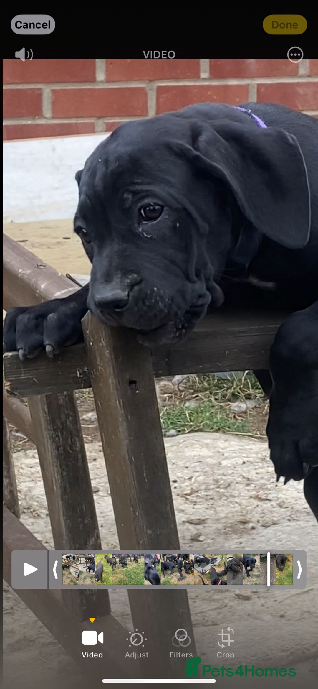 Cane Corso dogs for sale: Big Pure Cane Corso Puppies Ready Now!  - Image 18