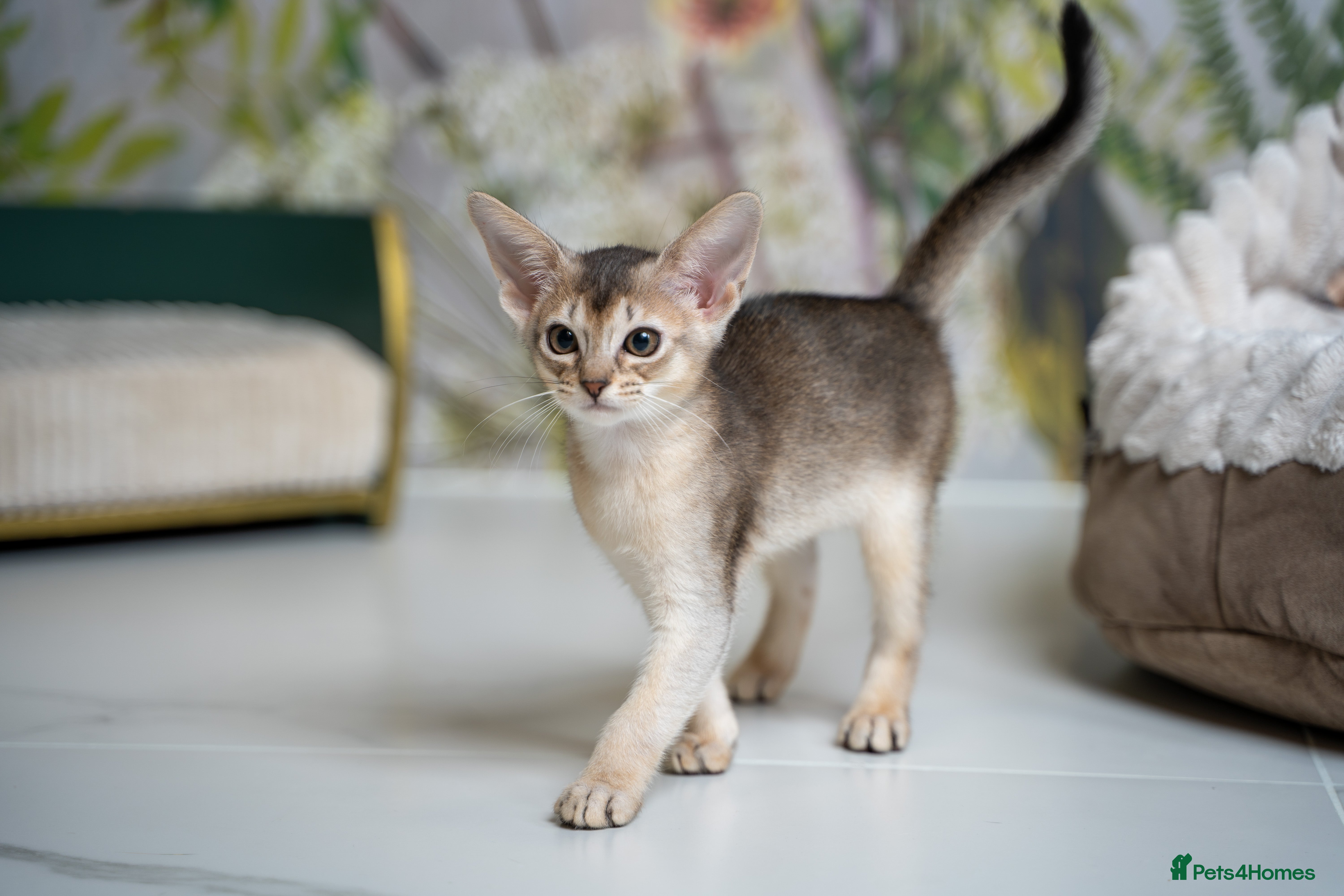 Abyssinian cats SILVER ABYSSINIAN-Winston-Rare and Exceptional  - Advert 1