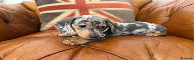 Miniature Dachshund 1