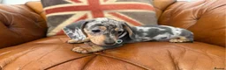 Miniature Dachshund dogs for sale: Elite Miniature Dachshund Litter in Torquay - Advert 6