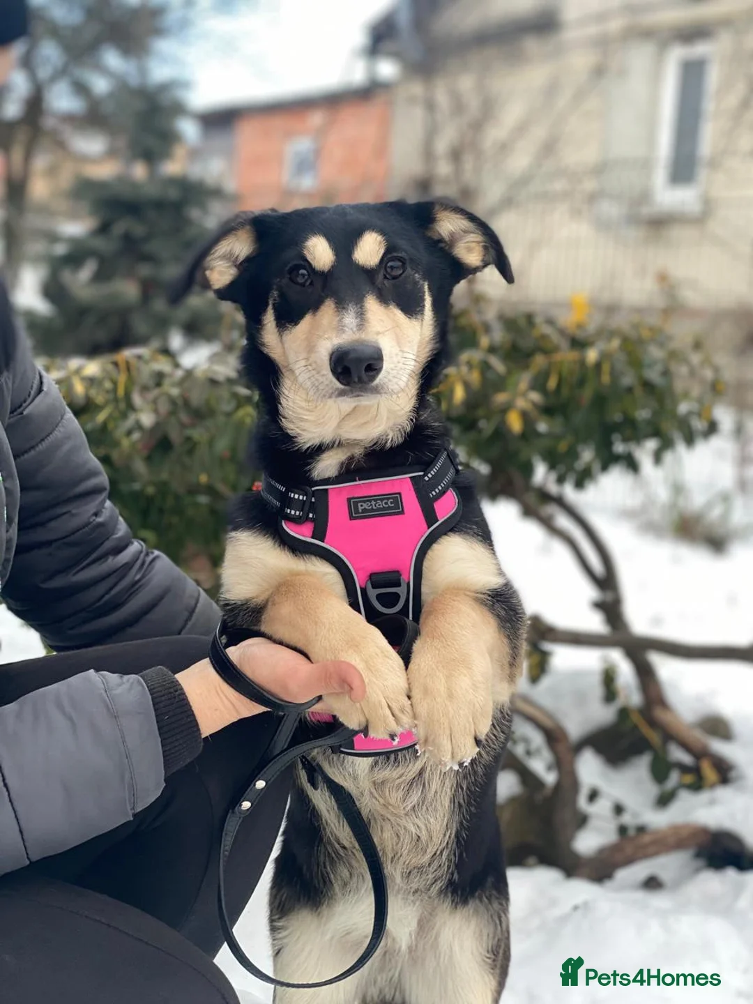 Mixed Breed dogs for adoption: ❤️LADY&DORI❤️ Small Gentle and Social Sisters - Advert 19