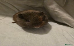 Guinea Pig rodents for sale: ✨ TWO MALE BABY GUINEA PIGS – READY NOW ✨ - Advert 3