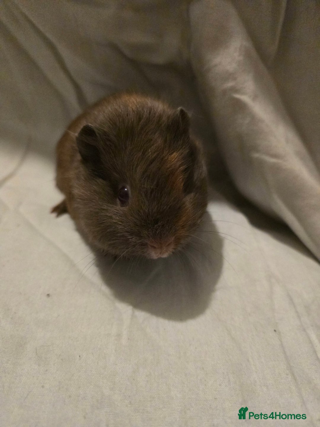 Guinea Pig rodents for sale: ✨ TWO MALE BABY GUINEA PIGS – READY NOW ✨ - Advert 3
