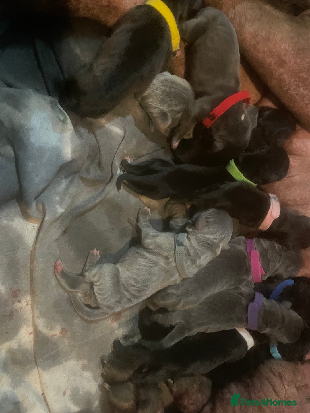 Mixed Breed dogs for sale: READY TO LEAVE NOW chunky mastiff puppies - Image 22