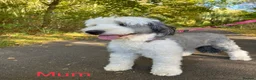 Old English Sheepdog dogs for sale: Old English Sheepdog Puppies  in Peterborough - Advert 23