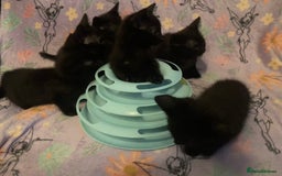 Domestic Shorthair cats for sale: 6 Black Kittens - Ready to leave! - Image 6