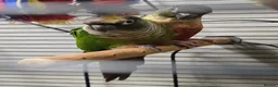 Conures birds for sale: breeding pair of conures in Dover - Advert 2