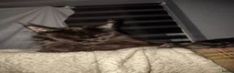 Maine Coon cats for sale: Title For sale 2 active young Tica main coon girls - Advert 5
