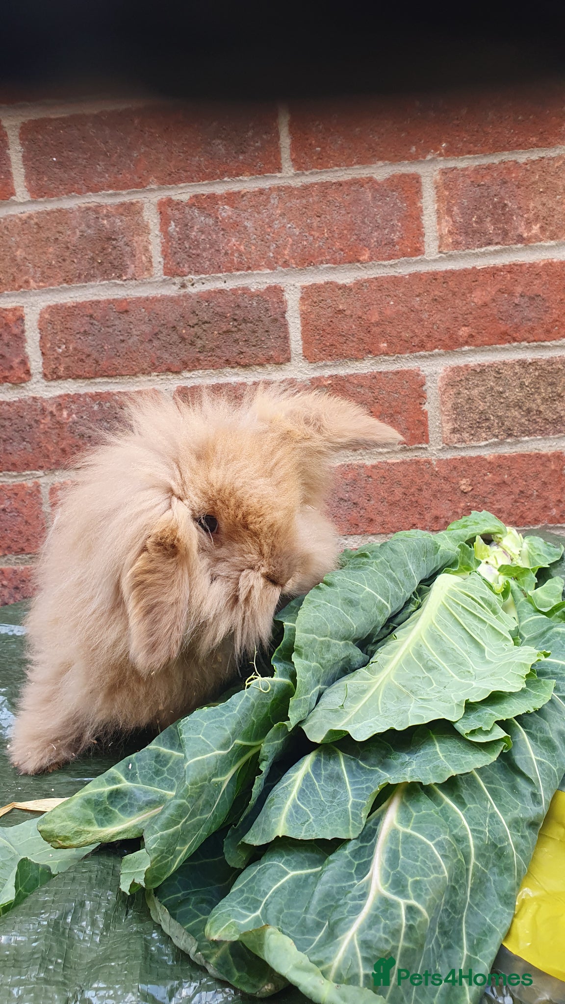 Netherland Dwarf rabbits Baby rabbits  - Advert 11