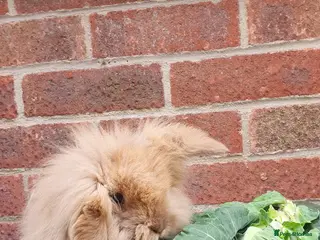 Netherland Dwarf rabbits Baby rabbits - Advert 11