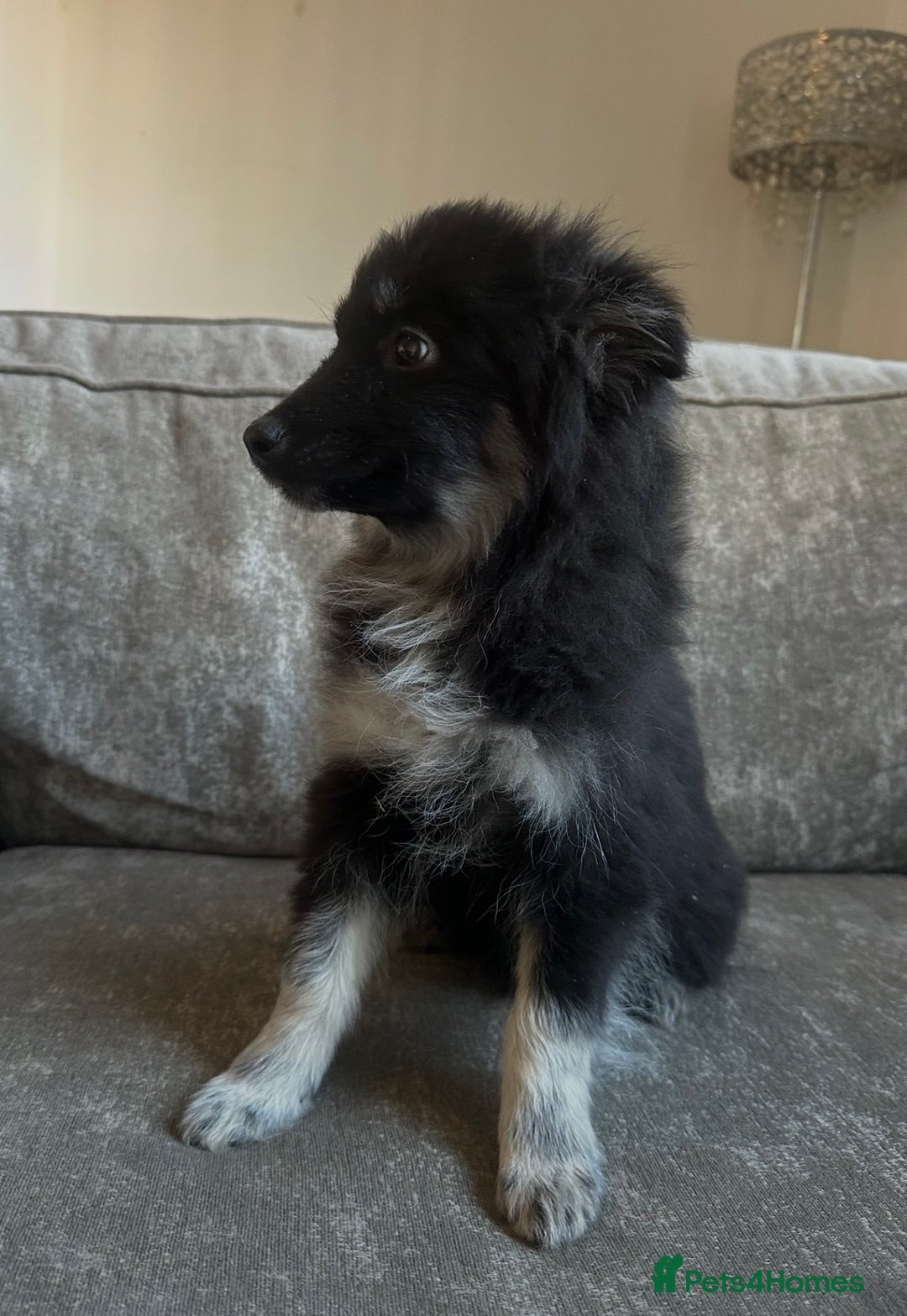 Pomsky dogs for sale: Beautiful pomsky boy - Advert 5