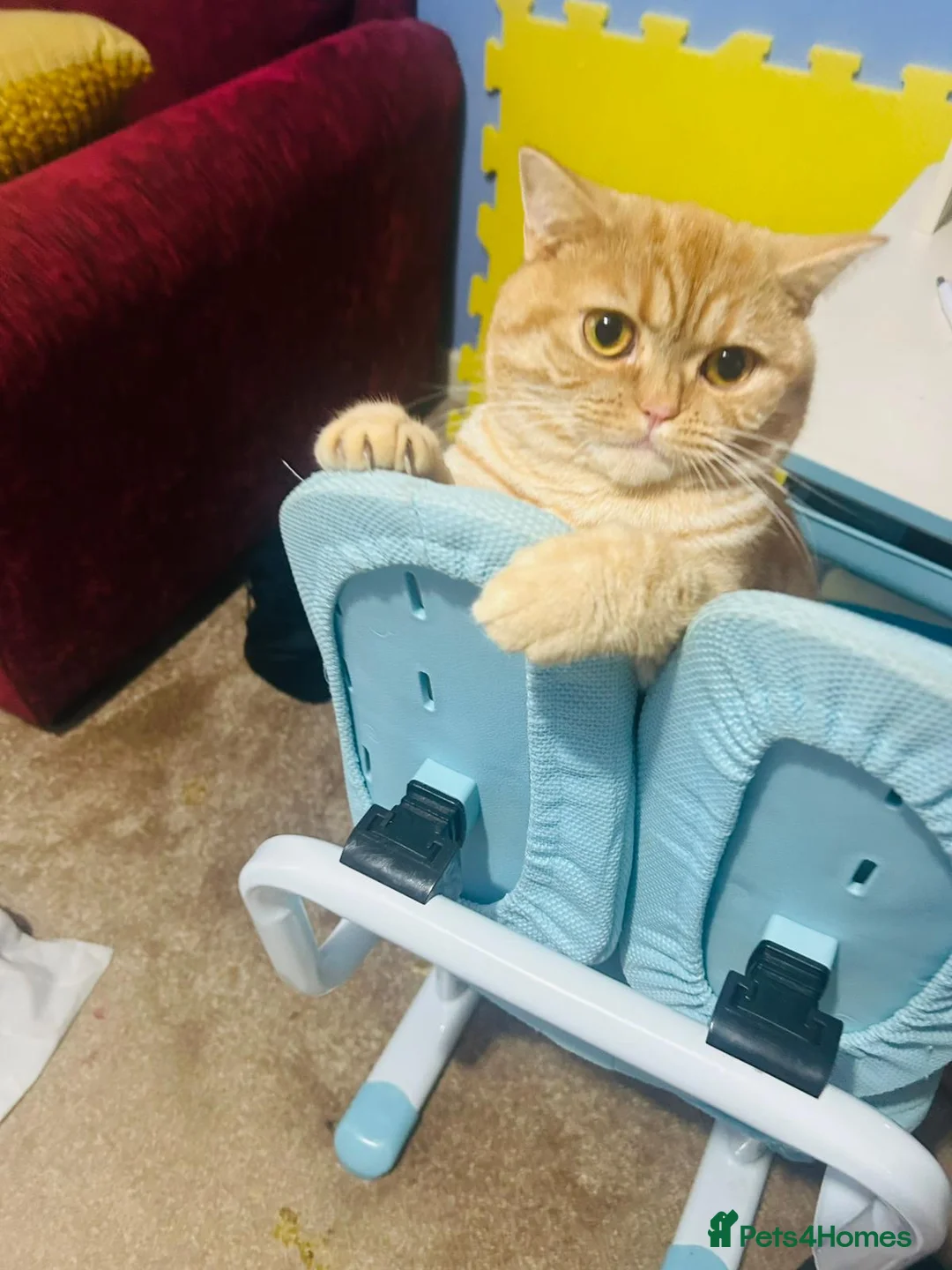 Mixed Breed cats for stud: Stud: 16 m Male British Shorthair x Scottish Fold - Advert 2