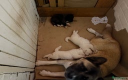 Akita dogs for sale: American Akita Puppies - Image 23