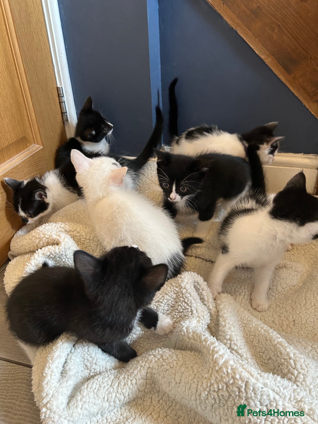 British Shorthair cats for sale: 7 gorgeous kittens for sale ** - Image 3