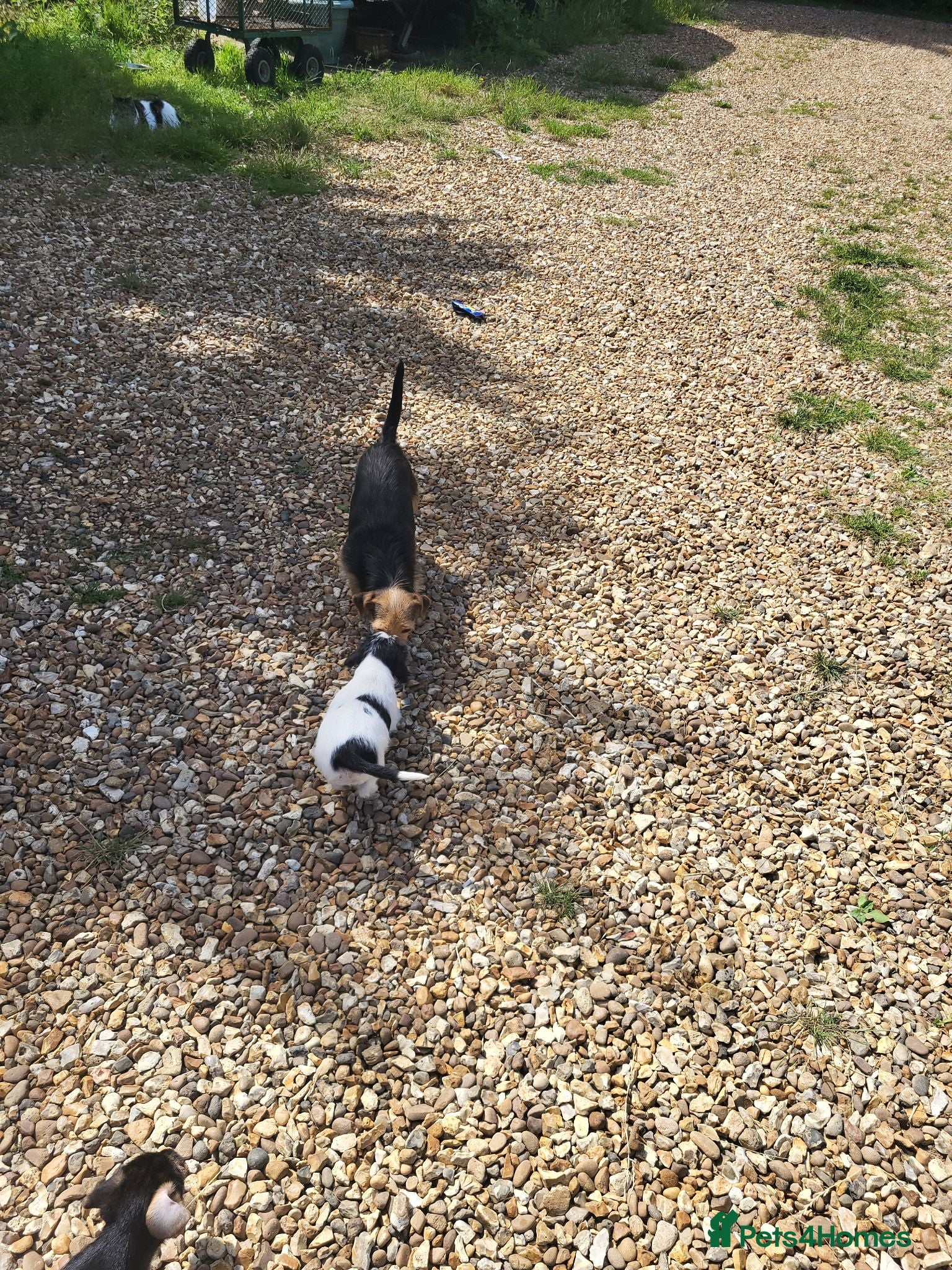 Mixed Breed dogs Terrier puppies - Advert 1