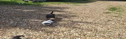 Mixed Breed dogs for sale: Terrier puppies - Advert 1