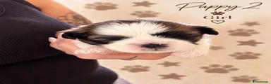 Shih Tzu 2