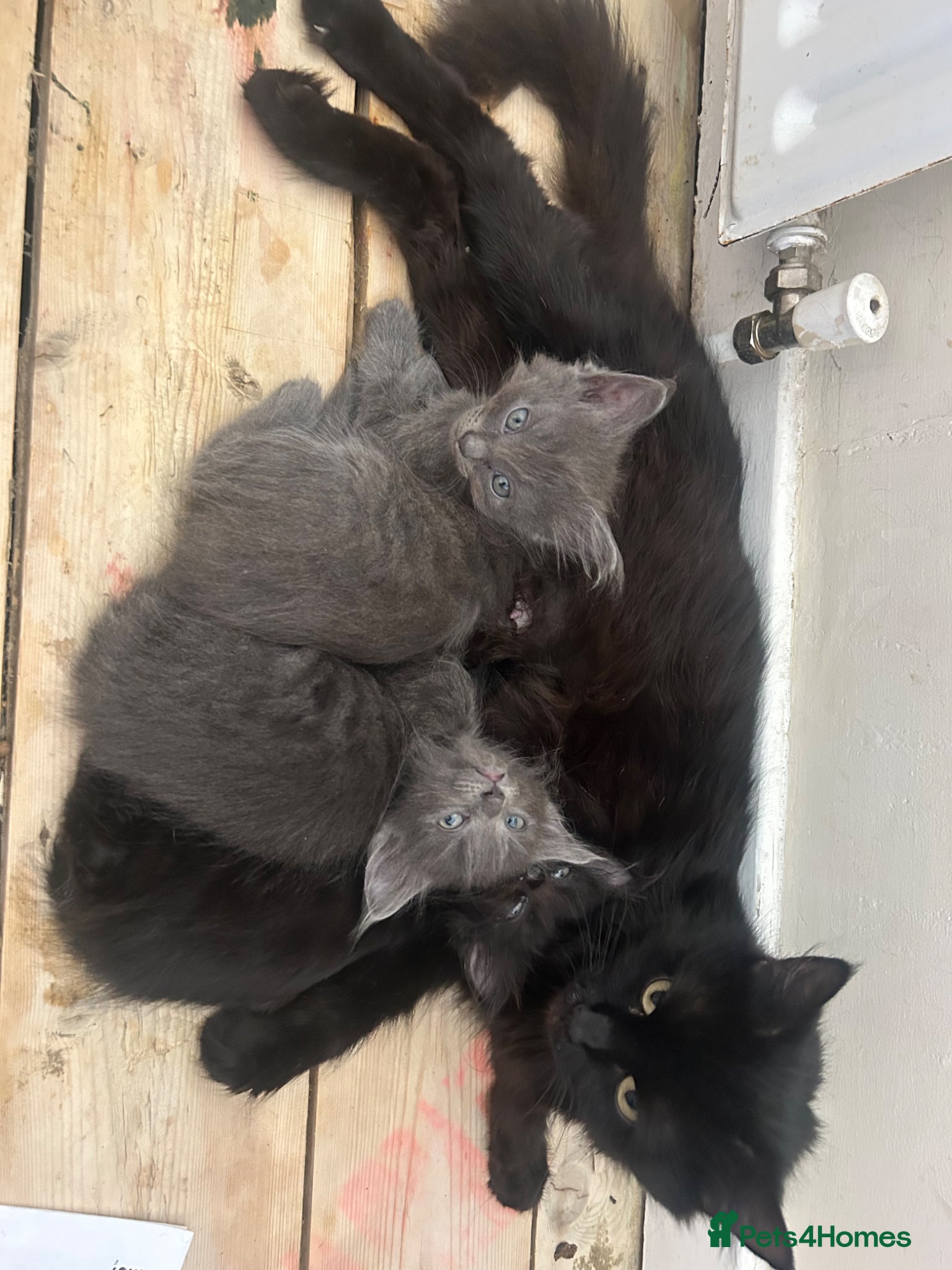 Mixed Breed cats Norwegian forest x Russian blue  - Advert 18