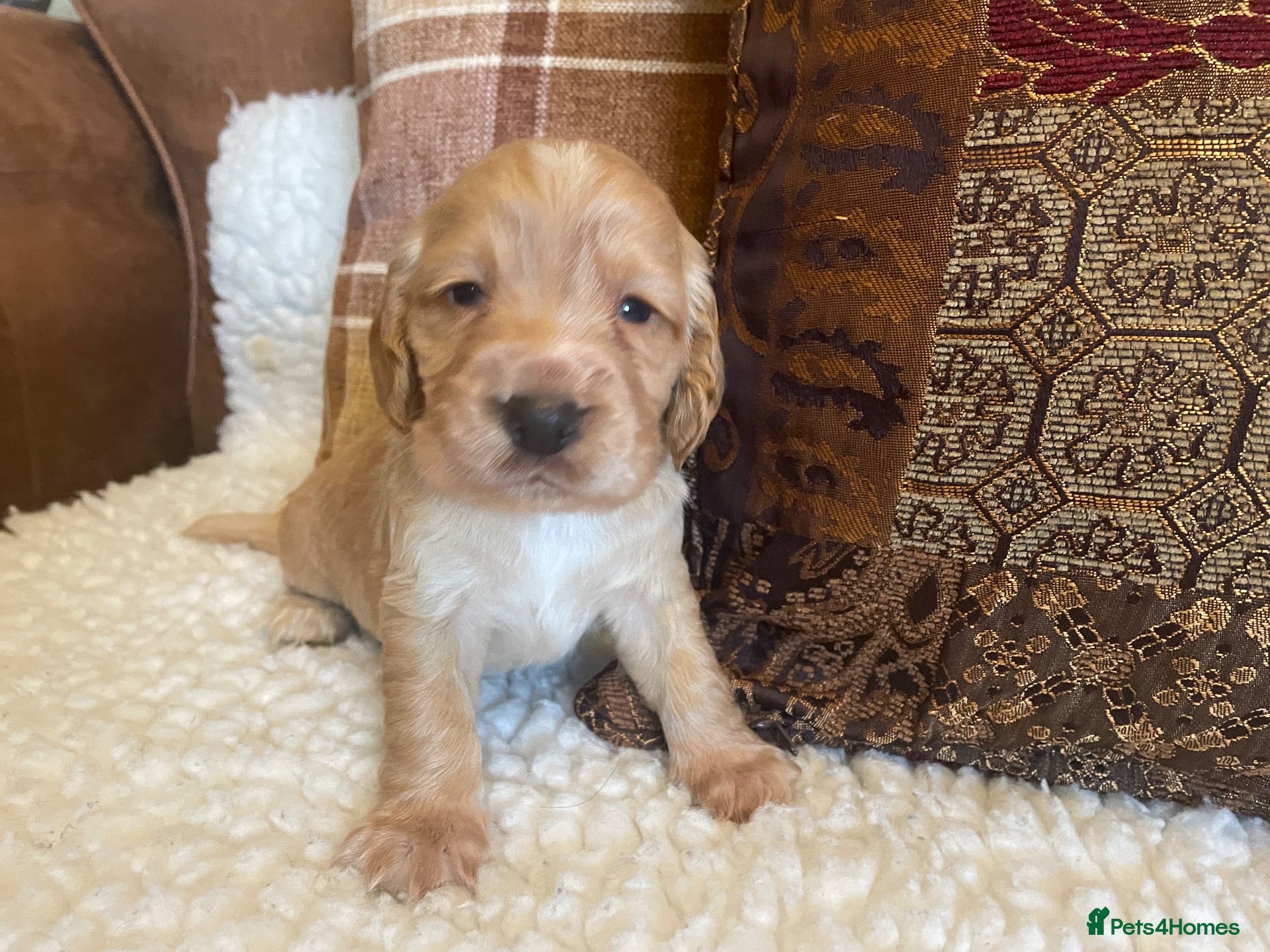 Cocker Spaniel dogs Beautiful litter of cocker spaniel puppies 🐾 - Advert 2