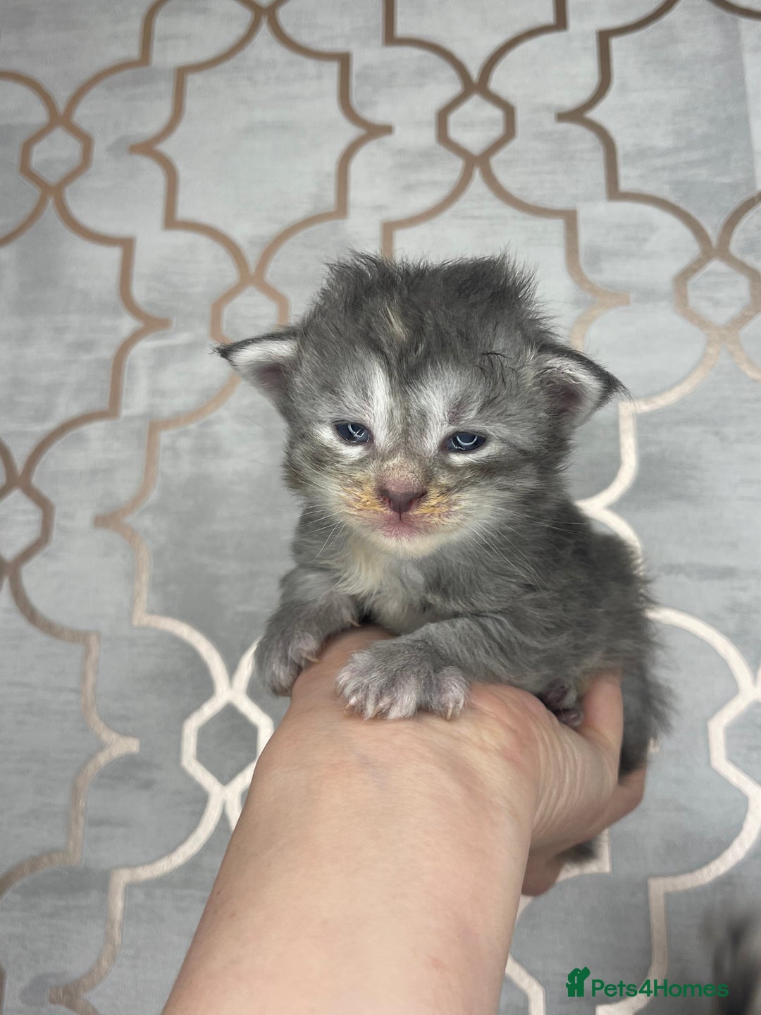 Maine Coon cats for sale: 🐾💛5 Sweet Maine Coons looking for forever home💛 - Advert 21