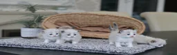 Ragdoll cats for sale: Tica Registered 💎 Ragdoll Kittens - Advert 6
