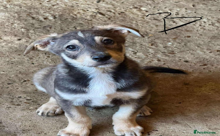 Mixed Breed dogs - Advert 2