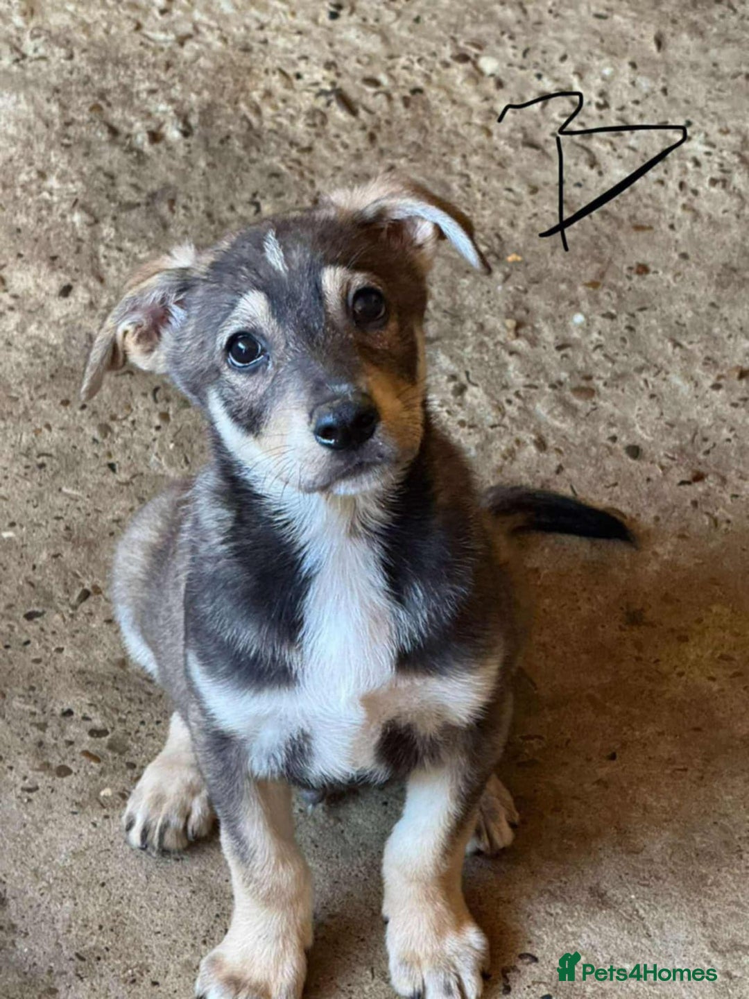 Mixed Breed dogs for adoption: 💝 💝🐾🐾🐾INTRODUCING PUPPY BOY PADDY 🐾🐾🐾🐾🐾 - Image 1