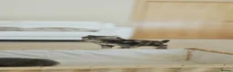 Siberian cats for sale: 🐾 Beautiful Purebred Siberian Kittens - Advert 6