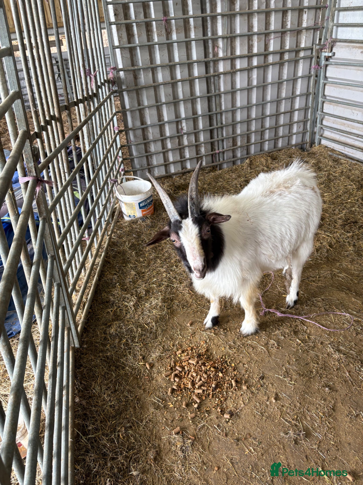 Goats livestock Boer goat x Pygmy - Advert 1