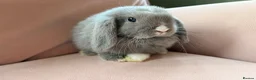 Mini Lop rabbits for sale: Pure mini lop bunnies reared indoors  - Advert 7