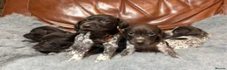 German Shorthaired Pointer dogs for sale: Dorothea and Marjorie - Advert 5